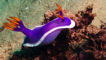 Nudibranch